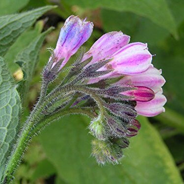 Bocking 14 Seeds 