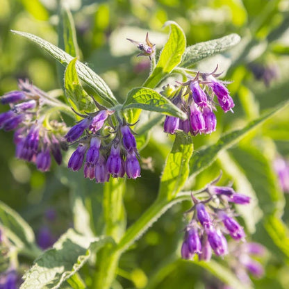Bocking Series Seeds