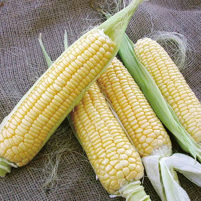 Bodacious Sweet Corn Seeds - Vegetable Plant