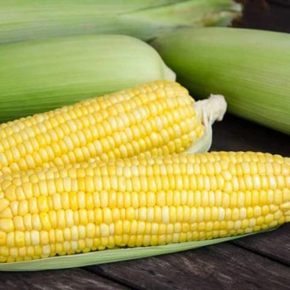 Bodacious Sweet Corn Seeds - Vegetable Plant