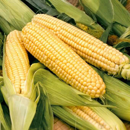 Bodacious Sweet Corn Seeds - Vegetable Plant