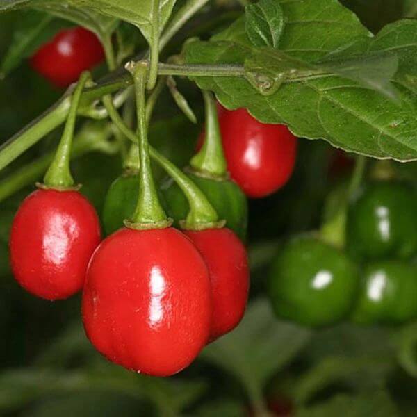 Bode Pepper Seeds - Heirloom Vegetable Plant for Home Gardens