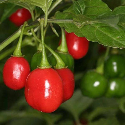 Bode Pepper Seeds - Heirloom Vegetable Plant for Home Gardens