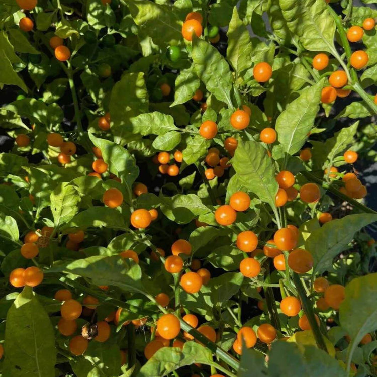 Bode Pepper Seeds - Heirloom Vegetable Plant for Home Gardens