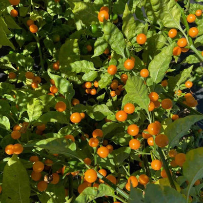 Bode Pepper Seeds - Heirloom Vegetable Plant for Home Gardens
