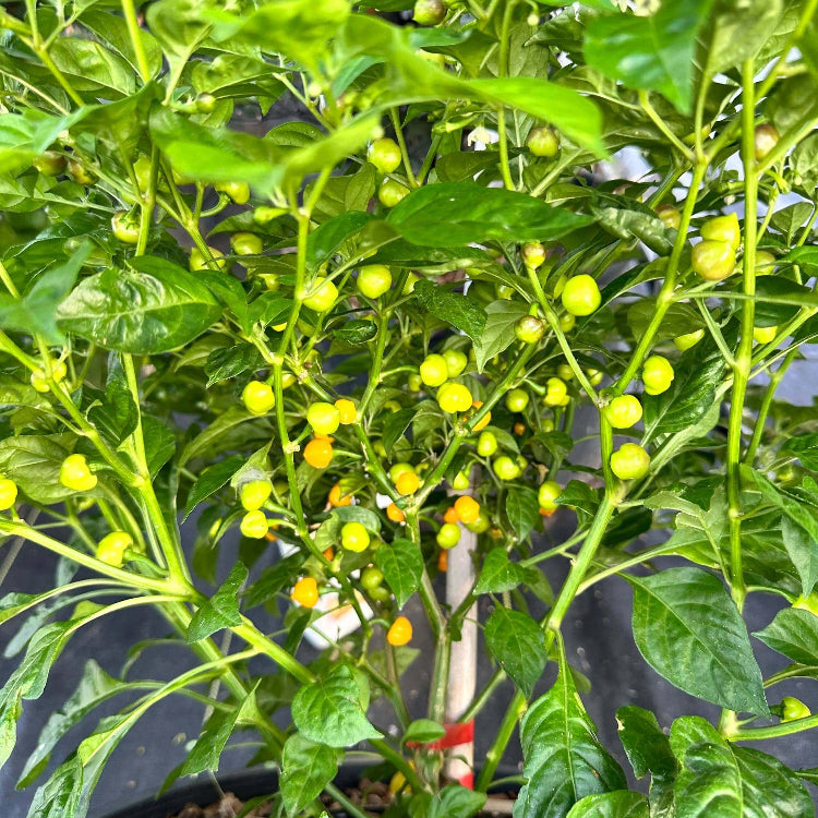 Bode Pepper Seeds - Heirloom Vegetable Plant for Home Gardens