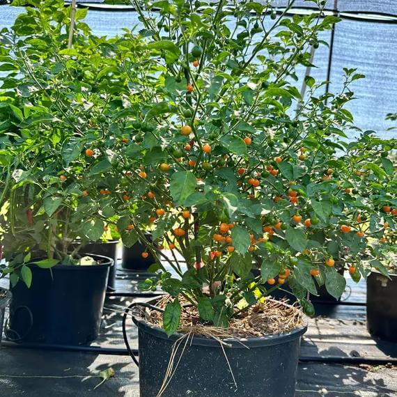 Bode Pepper Seeds - Heirloom Vegetable Plant for Home Gardens
