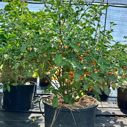 Bode Pepper Seeds - Heirloom Vegetable Plant for Home Gardens