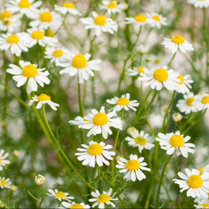 Bodegold Chamomile Seeds