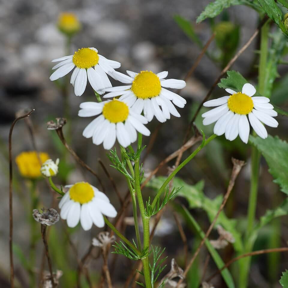 Bodegold Chamomile Seeds