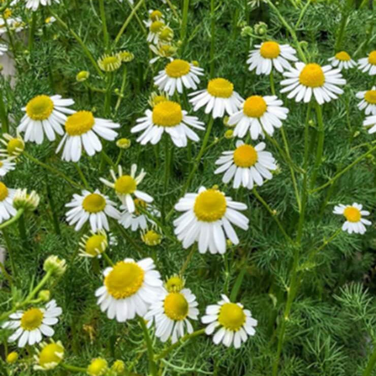 Bodegold Chamomile Seeds