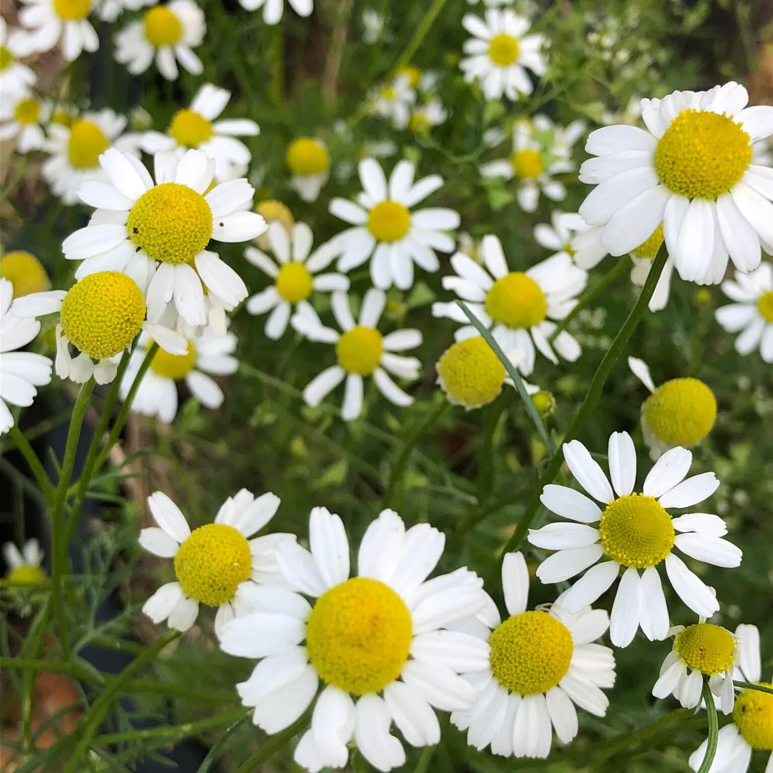 Bodegold Chamomile Seeds