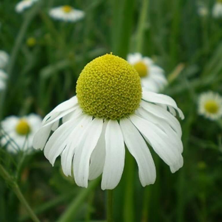 Bodegold Chamomile Seeds