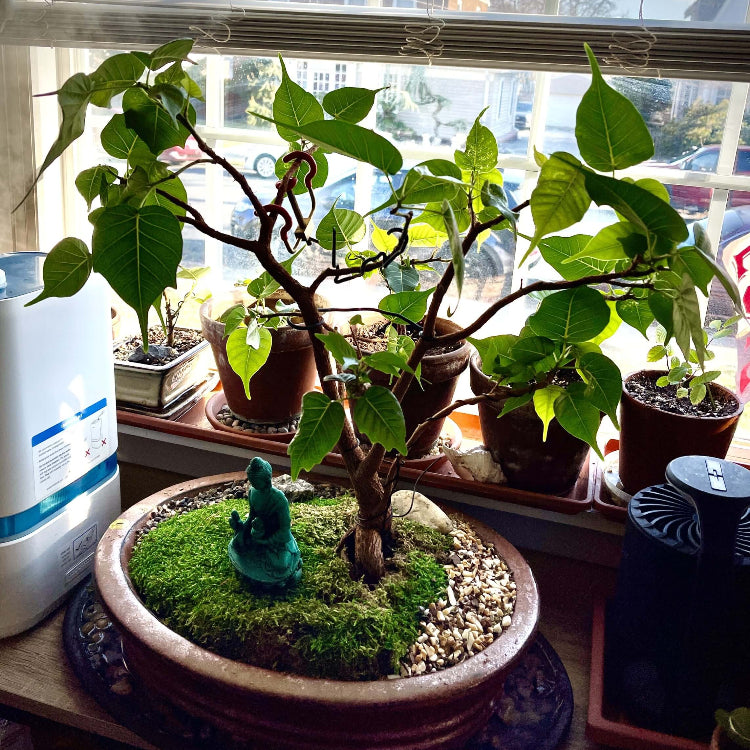 Bodhi Tree Seeds - Tree Seeds for Home Gardens