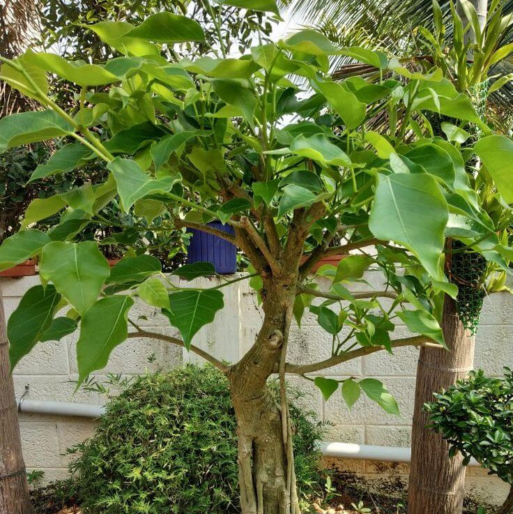 Bodhi Tree Seeds - Tree Seeds for Home Gardens