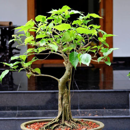 Bodhi Tree Seeds - Tree Seeds for Home Gardens