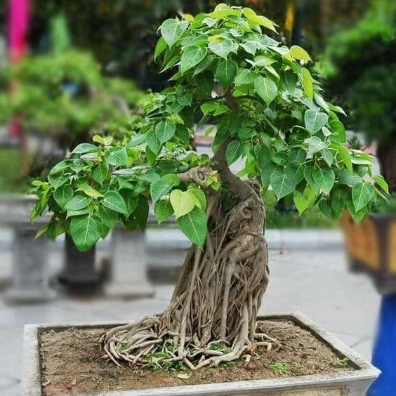 Bodhi Tree Seeds - Tree Seeds for Home Gardens