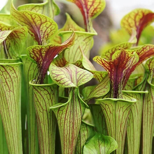 Bog Garden Pitcher Plant Seeds