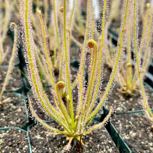 Bog Garden Sundew Seeds 