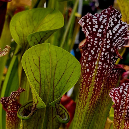 Bog Plant Seeds 