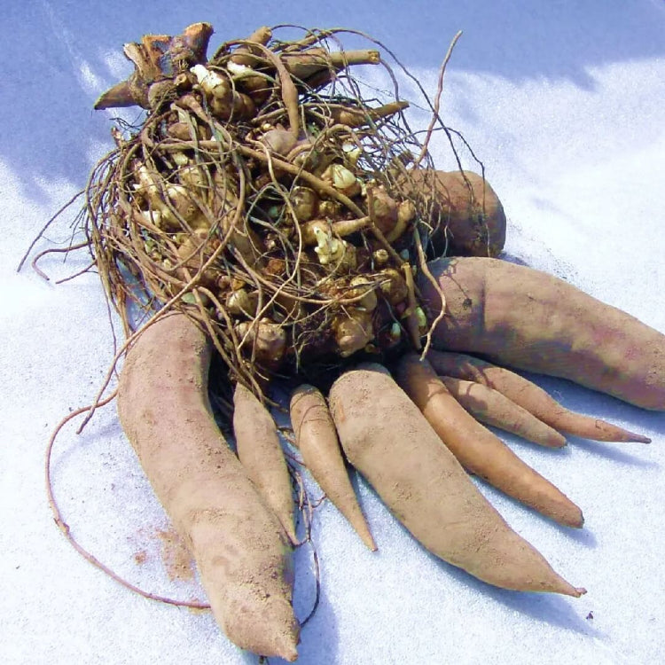 Bogachiel Yacon Seeds