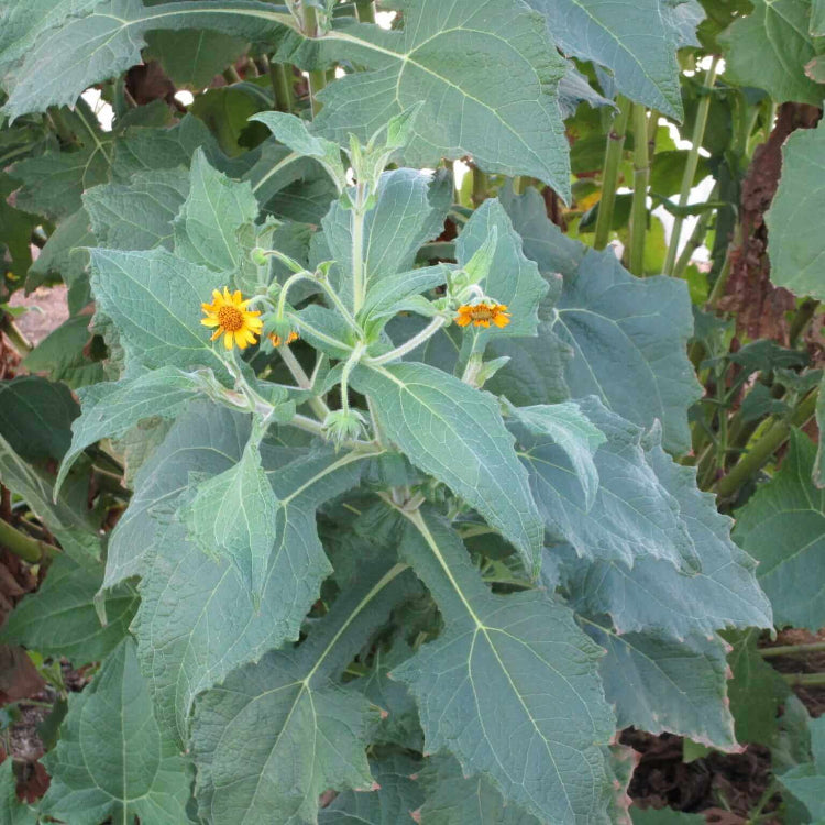 Bogachiel Yacon Seeds