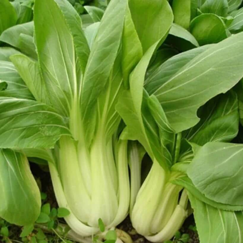 Bok Choy Seeds