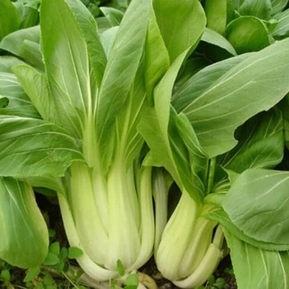 Bok Choy Seeds