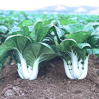 Bok Choy Seeds