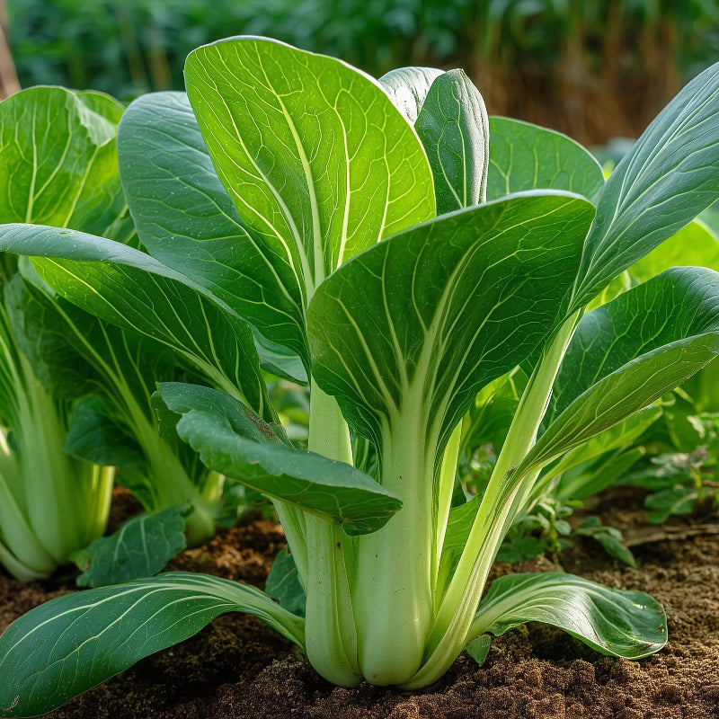 Bok Choy Seeds