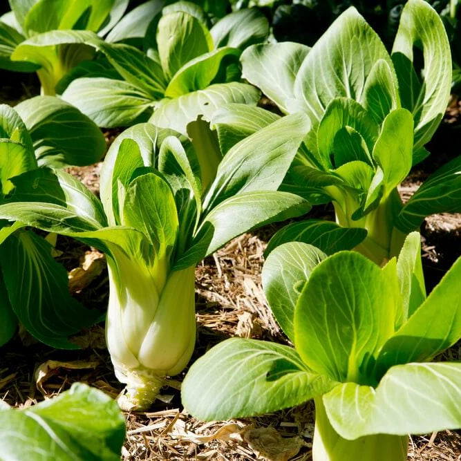 Bok Choy Seeds