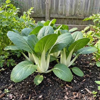 Bok Choy Seeds