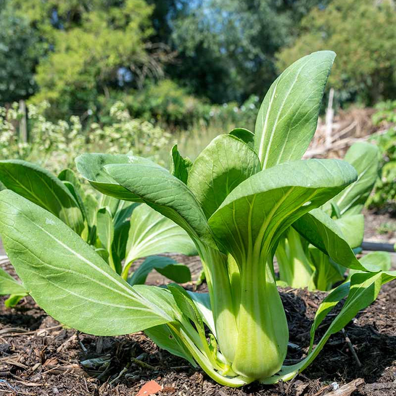 Bok Choy Seeds