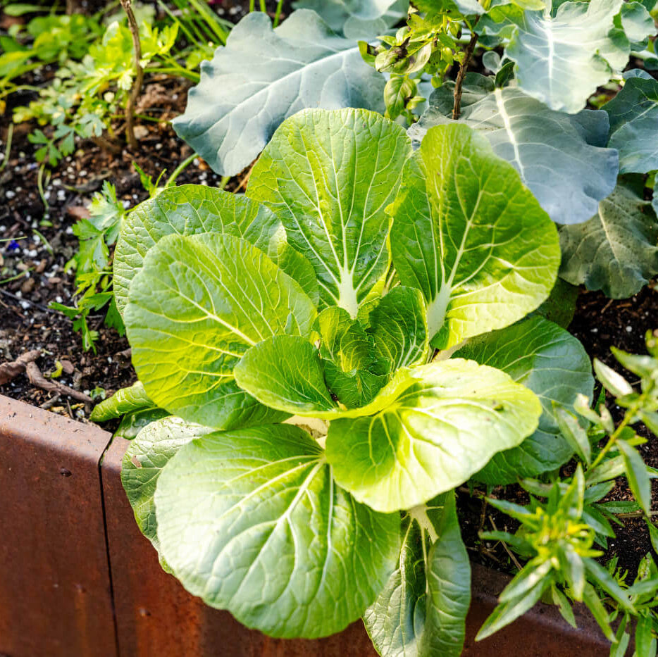 Bok Choy Seeds