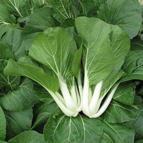 Bok Choy Seeds - Vegetable Plant