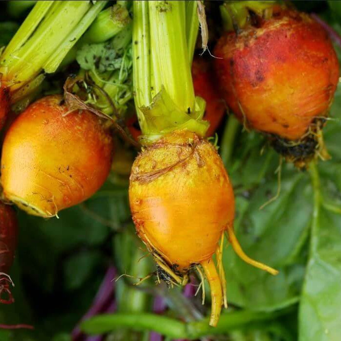Boldor Beet Seeds 