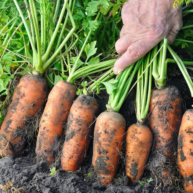 Bolero Carrot Seeds - Heirloom Vegetable Plant for Home Gardens