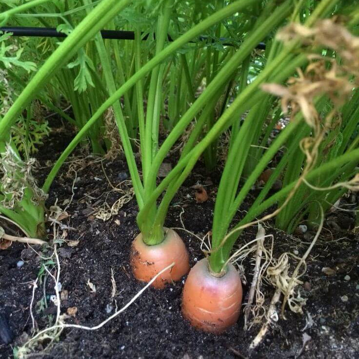 Bolero Carrot Seeds - Heirloom Vegetable Plant for Home Gardens