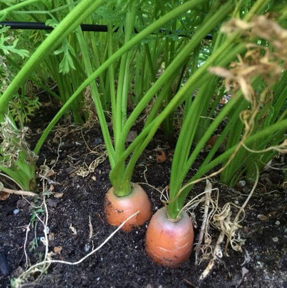 Bolero Carrot Seeds - Heirloom Vegetable Plant for Home Gardens