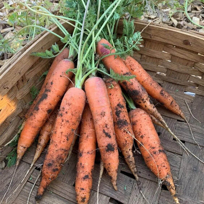 Bolero Carrot Seeds - Heirloom Vegetable Plant for Home Gardens