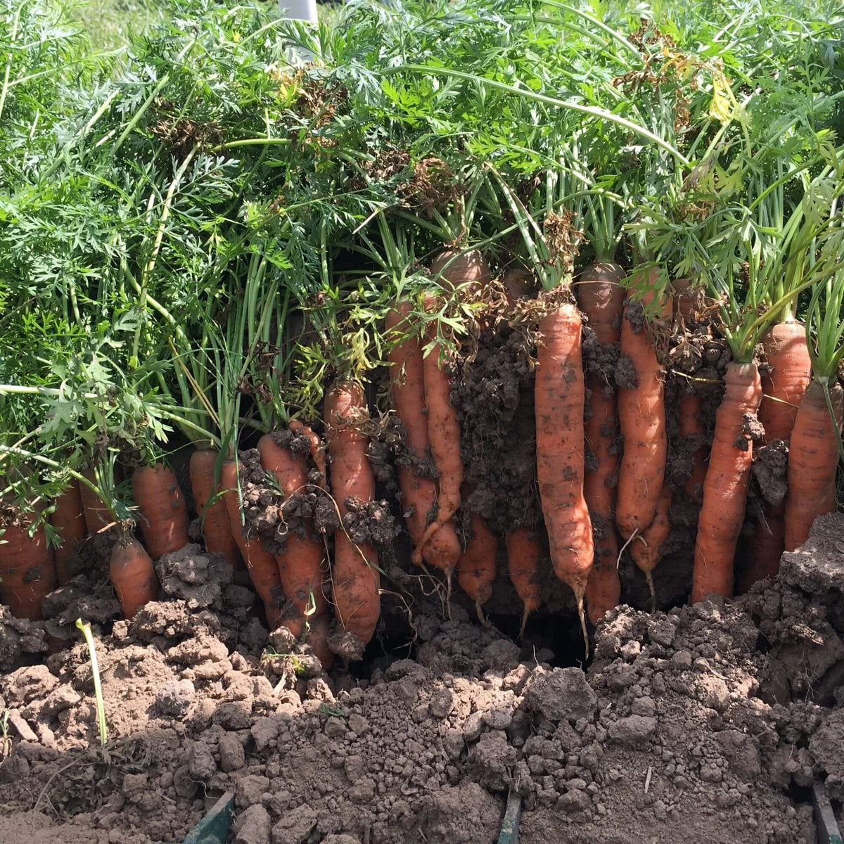 Bolero Carrot Seeds - Heirloom Vegetable Plant for Home Gardens
