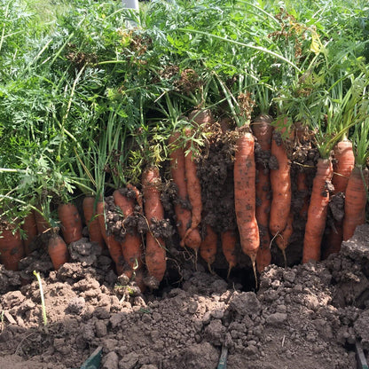 Bolero Carrot Seeds - Heirloom Vegetable Plant for Home Gardens