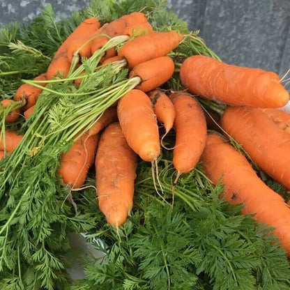 Bolero Carrot Seeds - Heirloom Vegetable Plant for Home Gardens