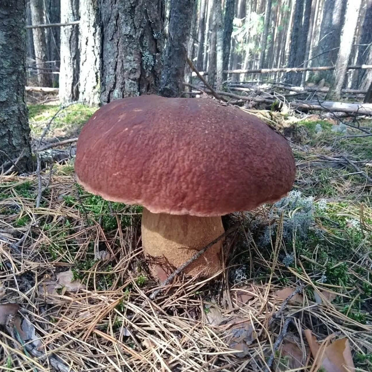 Bolete Mushroom Spawn - Vegetable Plant