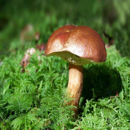 Bolete Mushroom Spawn - Vegetable Plant