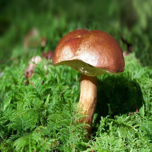 Bolete Mushroom Spawn - Vegetable Plant