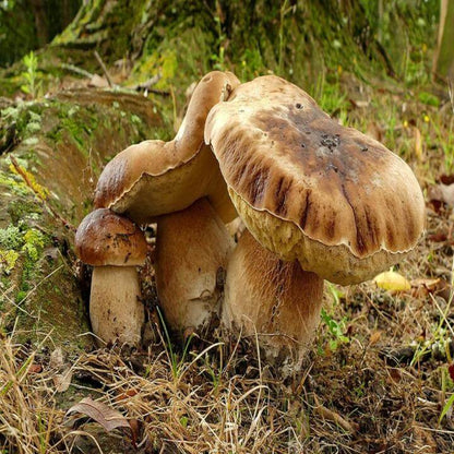 Bolete Mushroom Spawn - Vegetable Plant