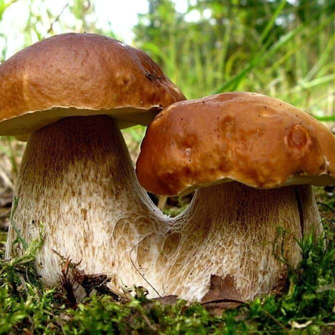 Bolete Mushroom Spawn - Vegetable Plant