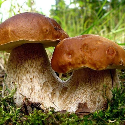 Bolete Mushroom Spawn - Vegetable Plant