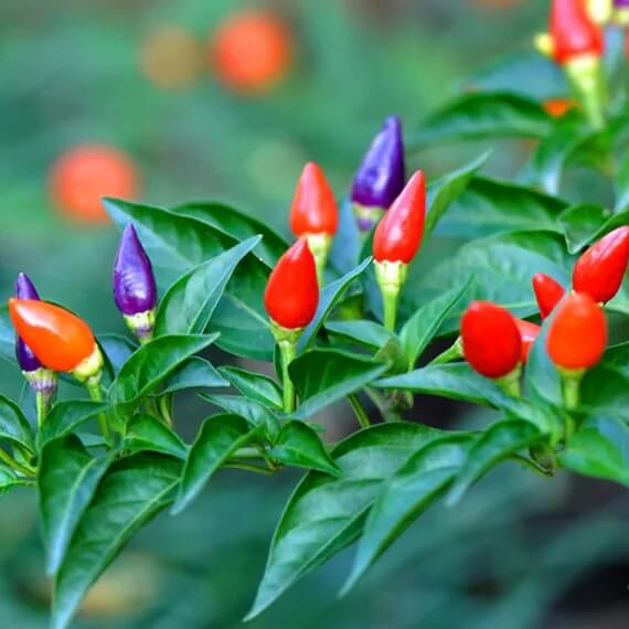Bolivian Rainbow Pepper Seeds - Vegetable Plant